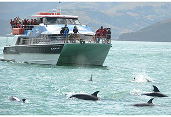 Akaroa Harbour Nature Cruises