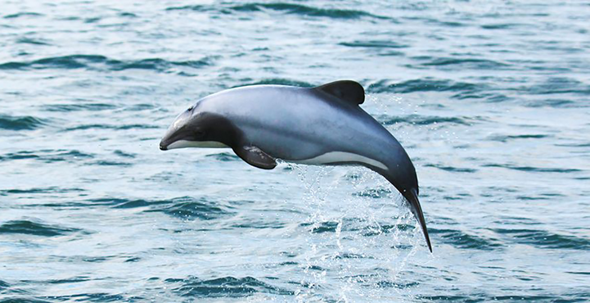 Akaroa Dolphins-Harbour Nature Cruises